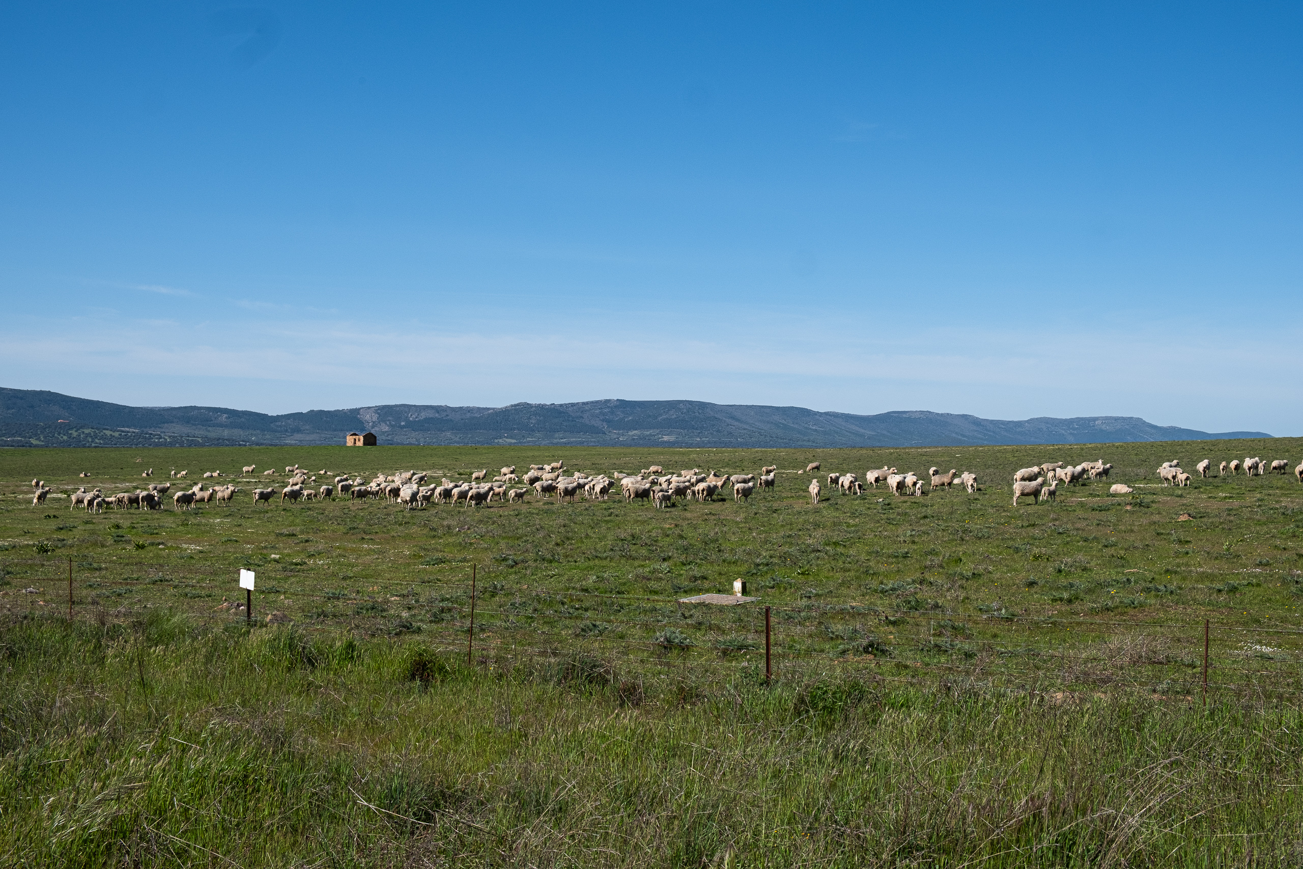 Große Schafherde im flachen Valle de Alcudia